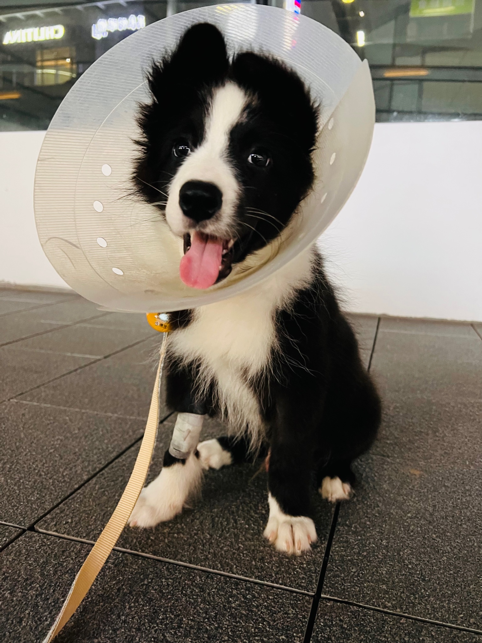 狗子治好了