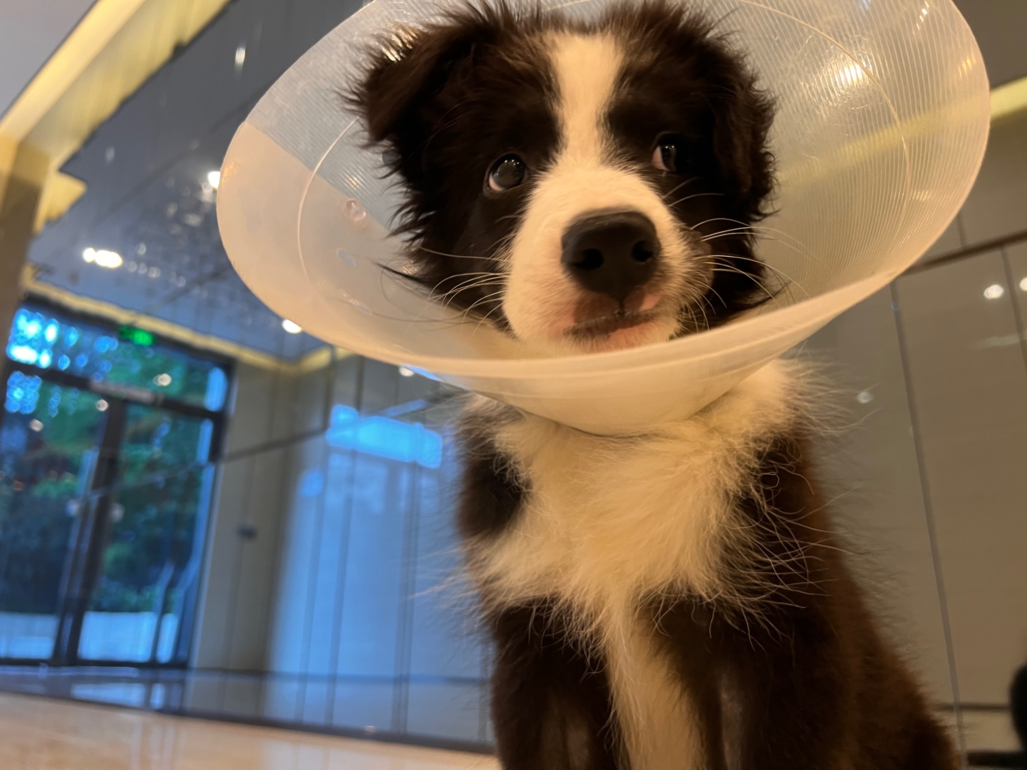 狗子治好了