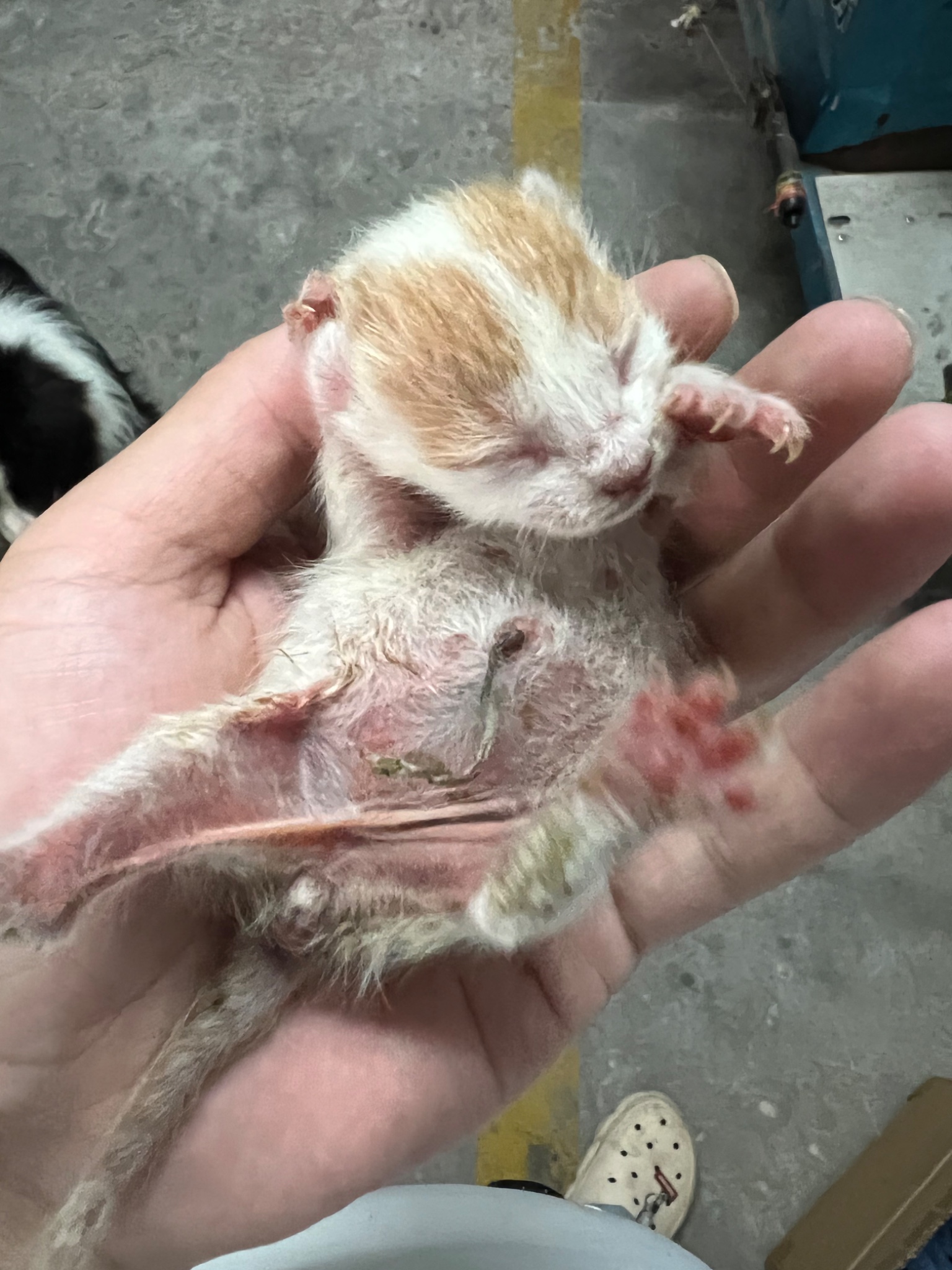 狗子在车库帮我捡到一只猫