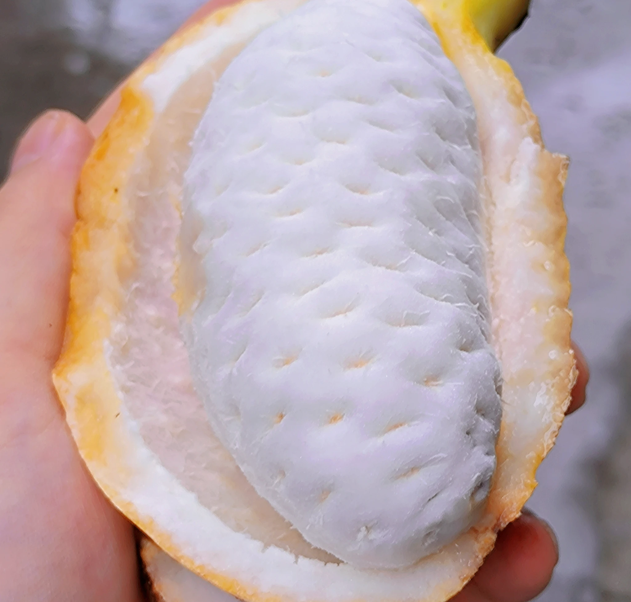 这个瓜你们很少见