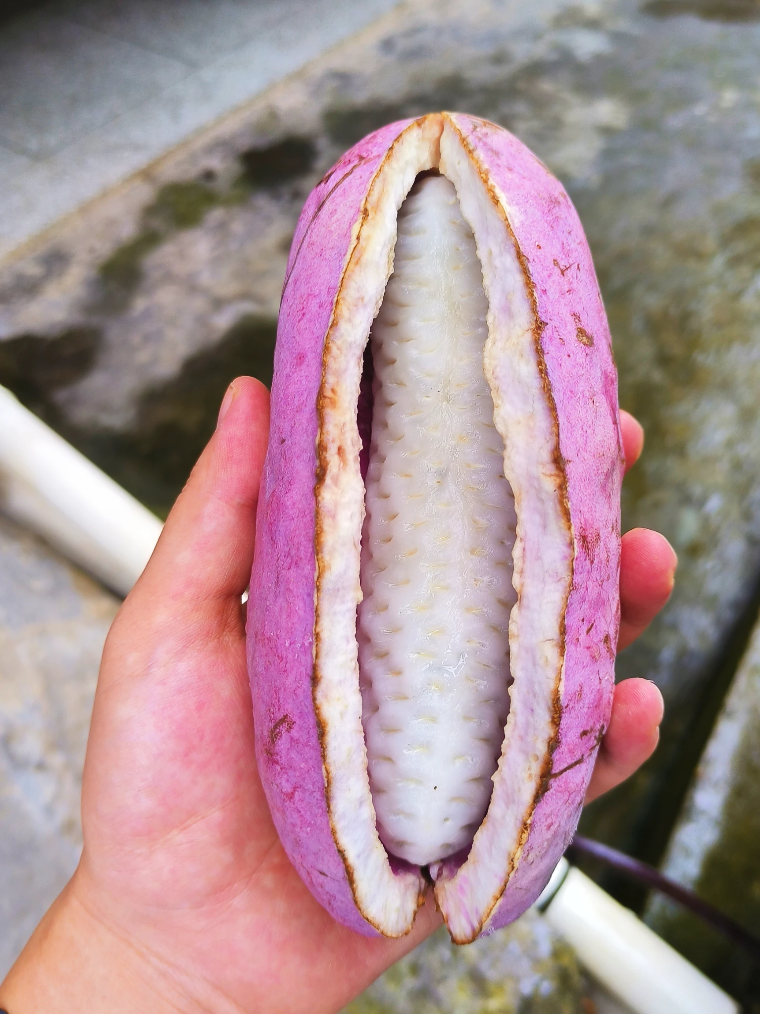 这个瓜你们很少见