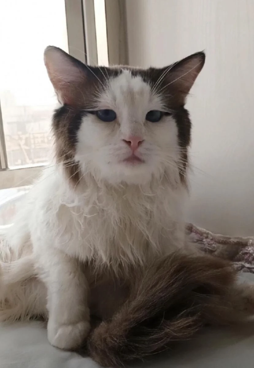出个域名ceo.pet