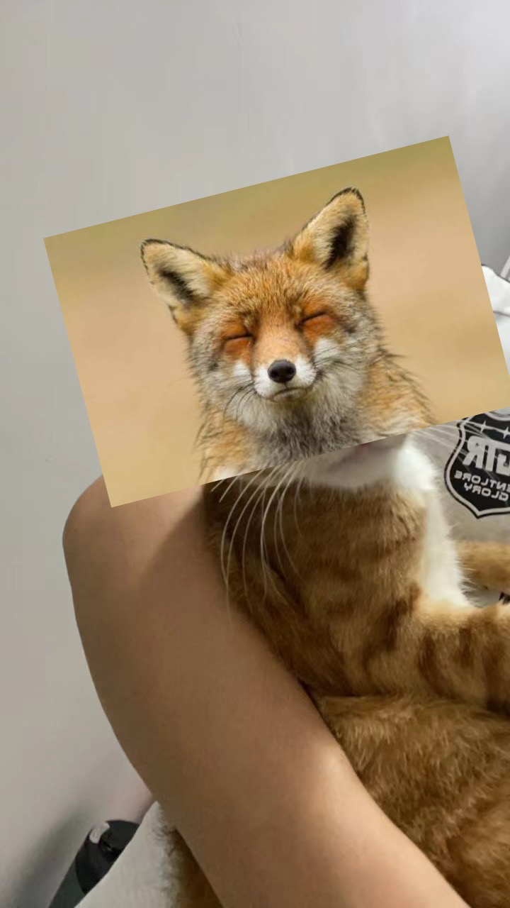 有没有要猫的