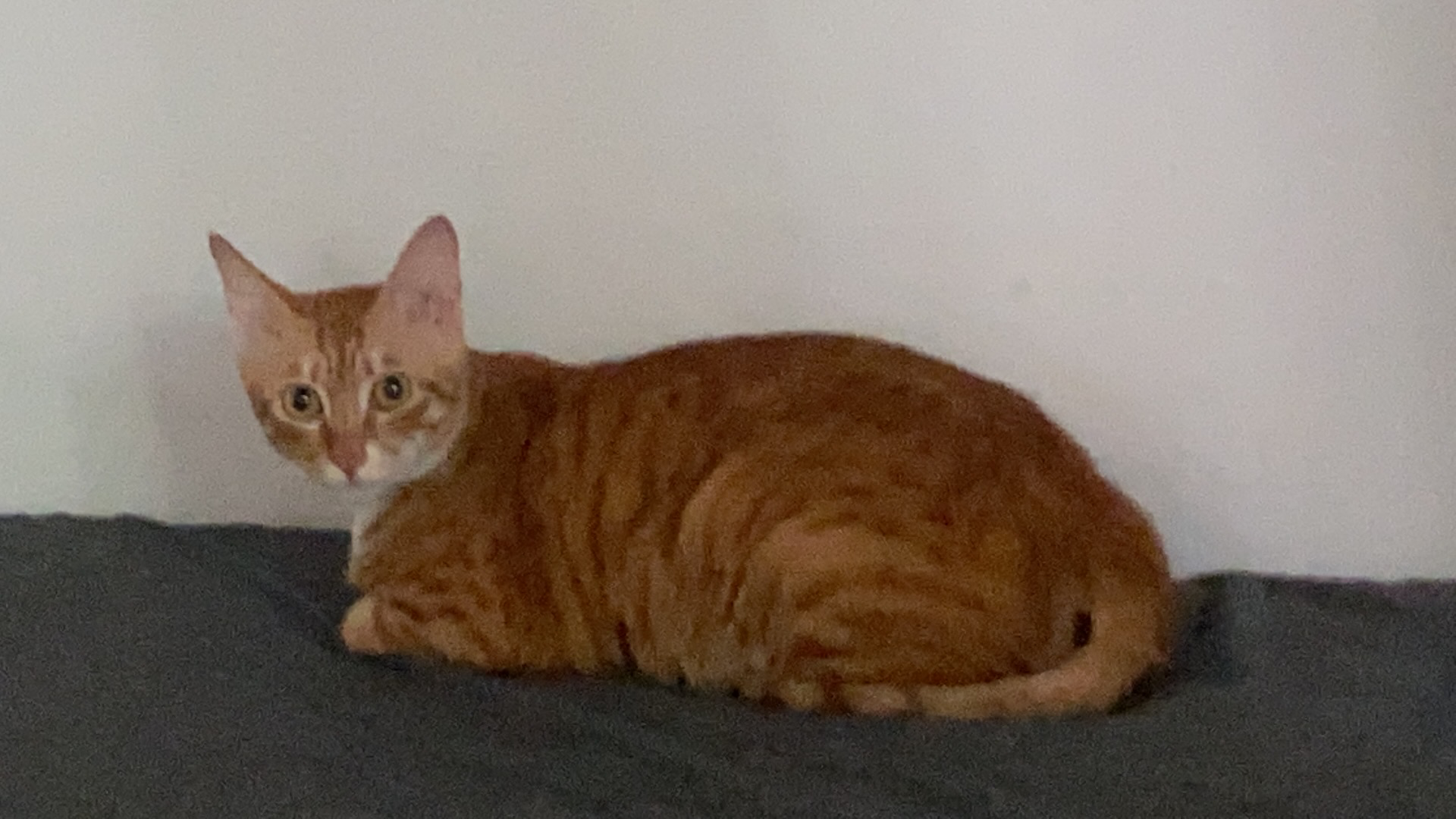 有没有要猫的