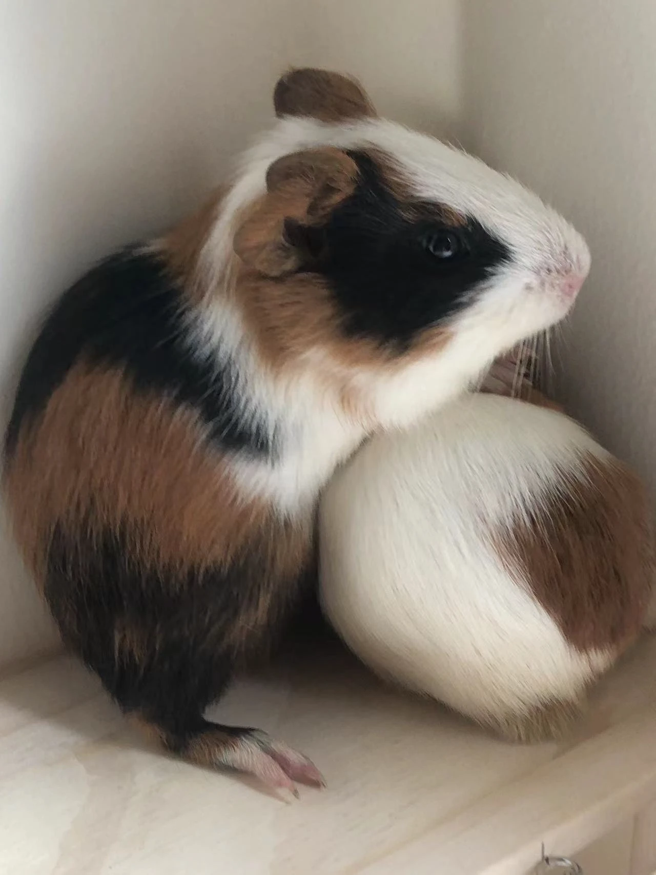 给大家看下自己养的两头宠物🐷