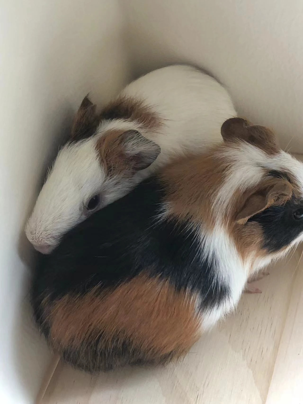 给大家看下自己养的两头宠物🐷