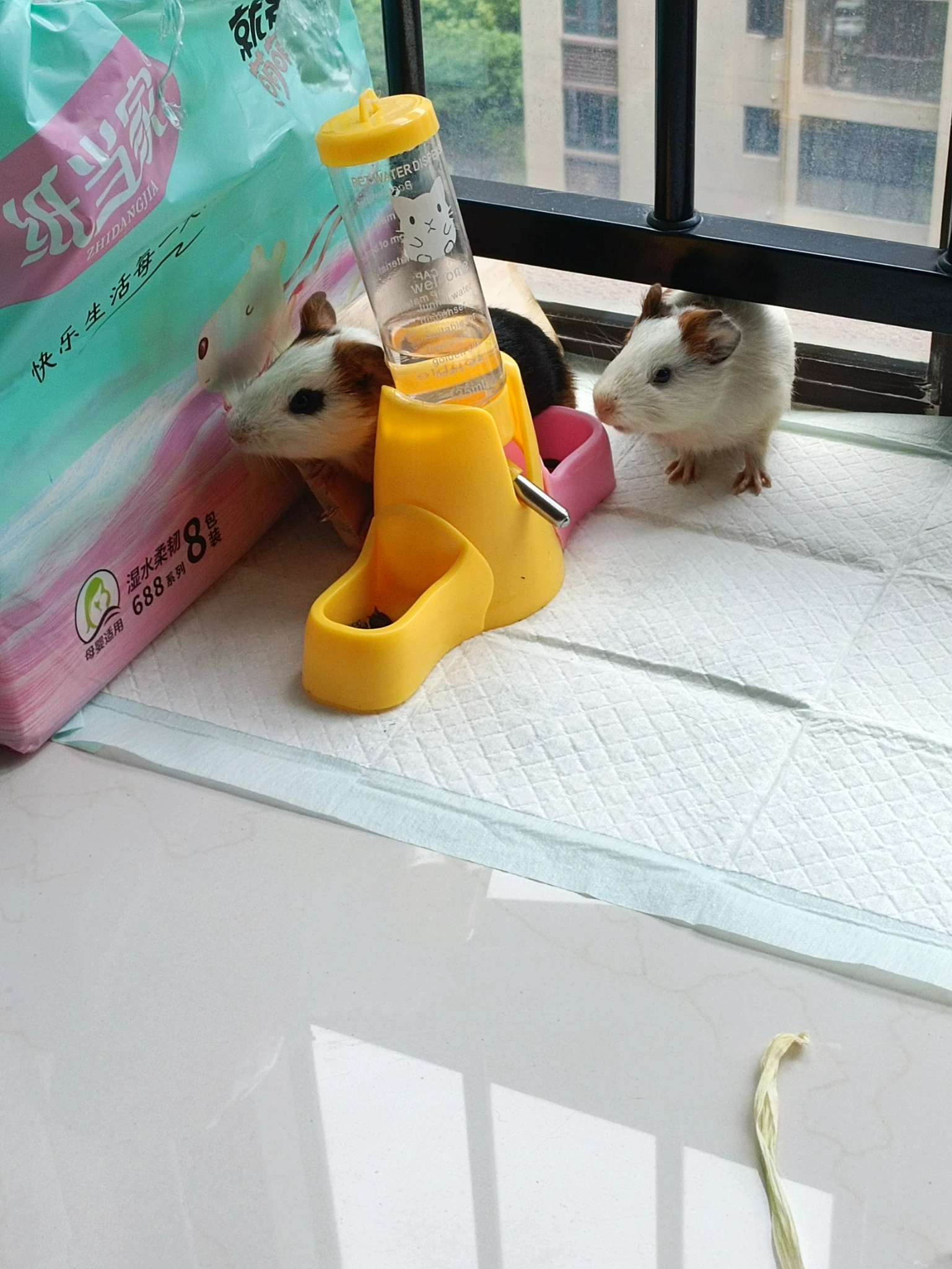 给大家看下自己养的两头宠物🐷