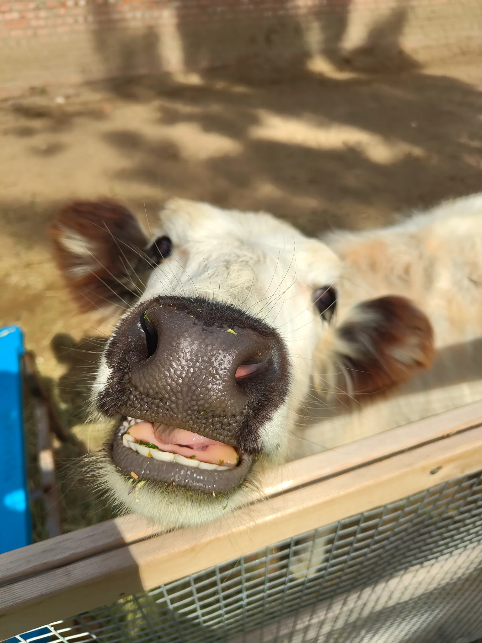 来个牛牛牛牛牛牛牛🐮🉐~~~