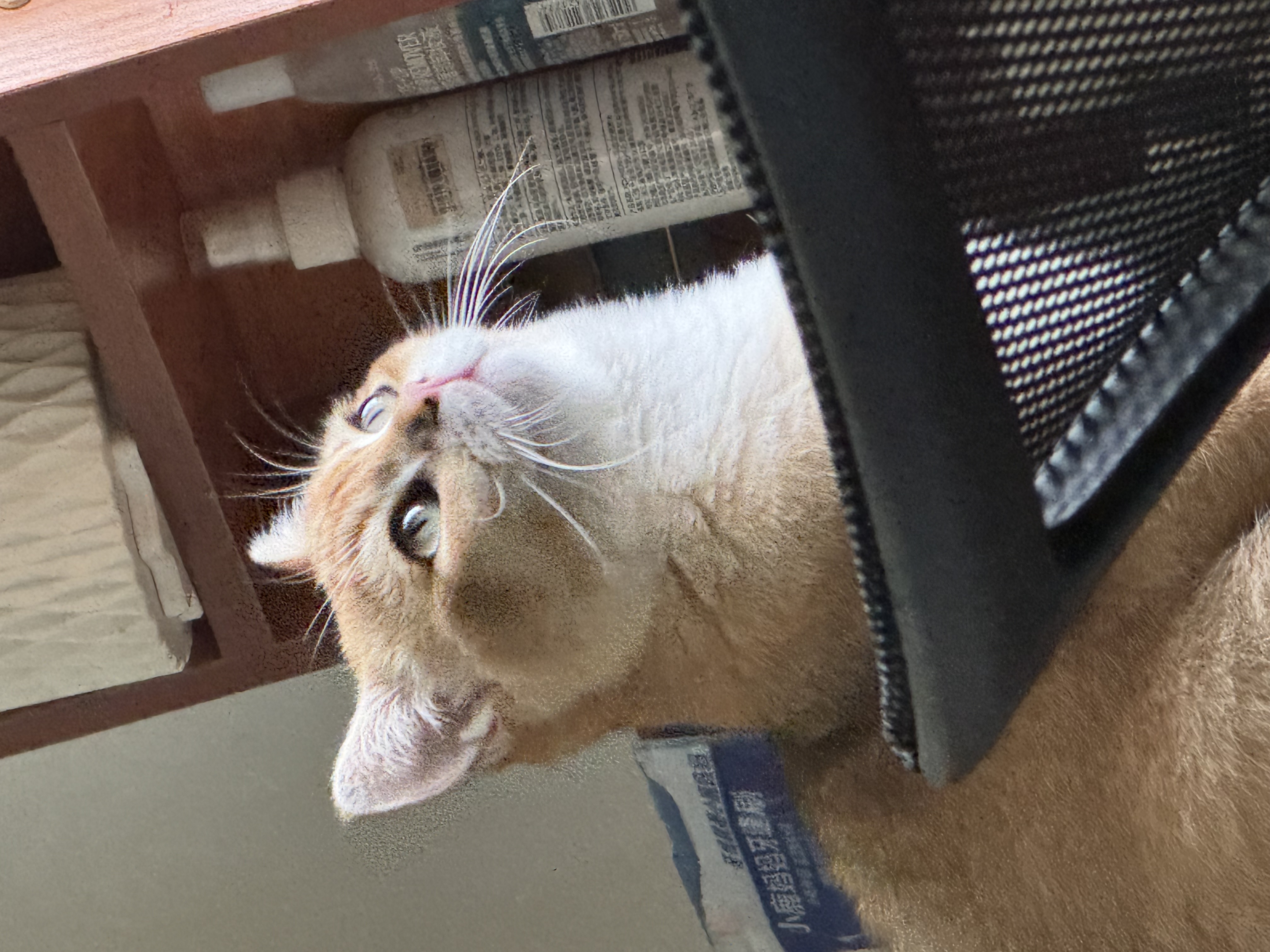 养猫玩确实挺爽的