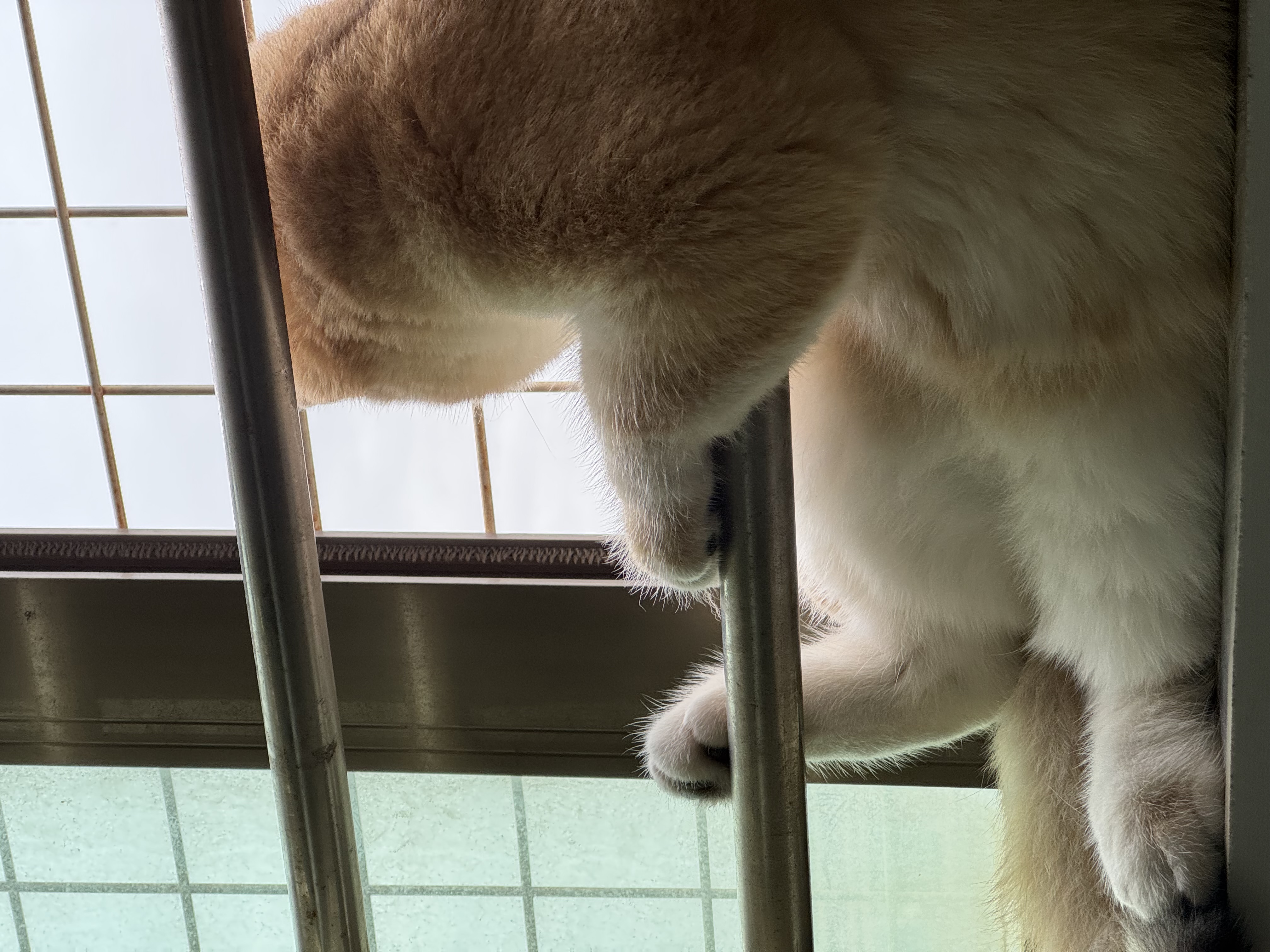 养猫玩确实挺爽的
